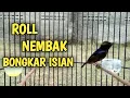 Download Lagu KOLIBRI NINJA ROLL NEMBAK BONGKAR ISIAN