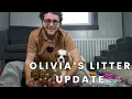 Olivia s F1 Cavapoo Puppies Litter Update