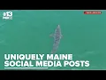 Maine s top viral moments A year of strange sights and extraordinary encounters