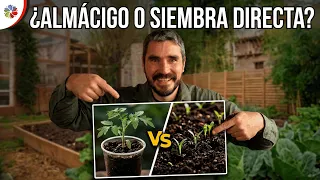 ¿Siembra directa o almácigo?: Lo qué le conviene a cada planta