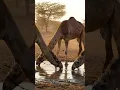 Download Lagu geela dhaqanka somalida halkee uga jiraa
