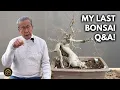 How to Care for Your Bonsai Watering Fertilizer Root Work Suppliers Q A