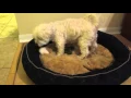 Adopt Ollie UnderDog Rescue of FL