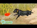Lagu DOG TV: Video Anti-Anxiety Dogs with Soothing Music for Dogs When Home Alone All-Day - Music for Dog