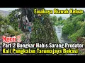 Download Lagu Ngeri‼️Part 2 Bongkar Habis Sarang Predator Kali Pangkalan Tarumajaya Bekasi