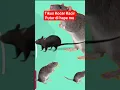 Download Lagu Suara Pengusir Tikus Ampuh Banget #permanacuy