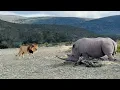 Download Lagu Rhino Stabs At Male Lion With Its Horn