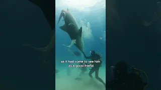 The grateful shark #animals #cute #shorts