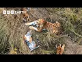 No One Has Ever Seen Tigers Do This Before Tiger Island BBC Earth