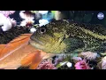 Virtual Visit Rockfish