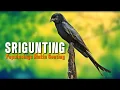 Download Lagu Srigunting: Populasinya Makin Genting #masteranpasarburung 