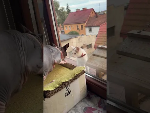 That cat outside your window? To your cat, she's a barbarian at the gate.
