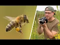 Download Lagu How to Photograph Bees in Flight (EF 100mm F/2.8 Macro Lens \u0026 Canon R6) - No Flash