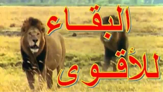 شاهد ماذا يفعل أسد جديد مع زمرة الأسود عندما يريد أن يكون هو المسيطر 