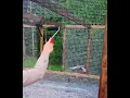 painting chicken wire black