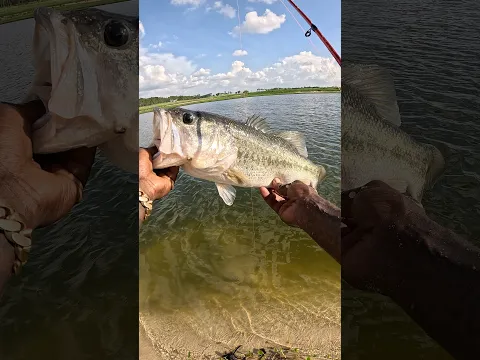The good ole FISH WHISTLE! π€― #shorts #hoodfishing #fishing