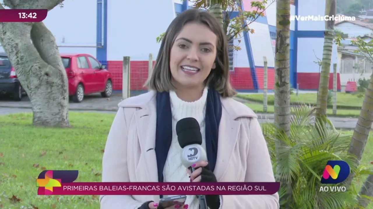 Primeiras baleias-francas são avistadas no Sul de SC