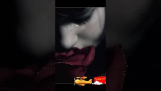 شيلة قصة وفى تبقى على مر الاجيال دندنها