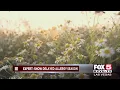 Pollen count high as allergy season underway