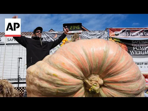 California engineer wins pumpkin contest with 2,346-pound gourd