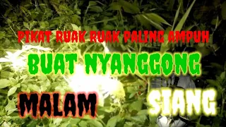 Download pikat ruak ruak paling jitu buat nyanggong MP3