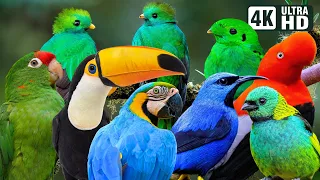 MOST BEAUTIFUL BIRDS IN THE AMAZON RAINFOREST Breathtaking Nature Deep Healing Relaxing Sounds 