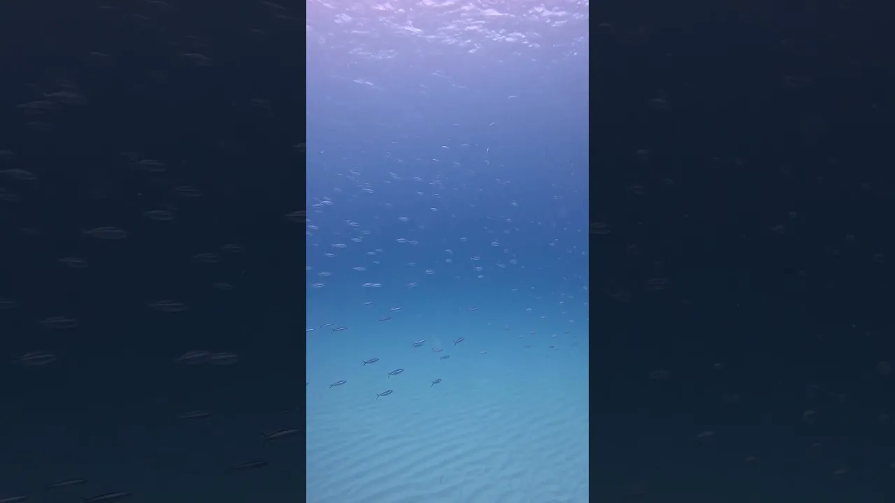 Huge School of fish