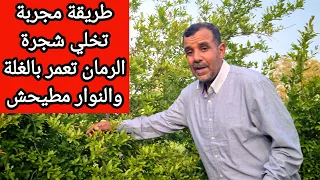   وداعا  لتساقط أزهار الرمان  الطريقة المجربة لي غتعمر الشجرة دندنها