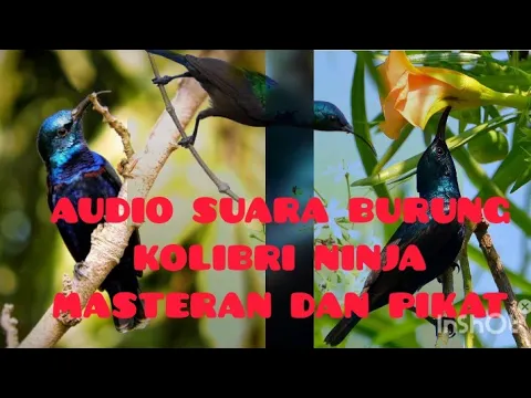 Download MP3 Audio Mp3 suara burung Kolibri ninja (Konin) Masteran dan pikat