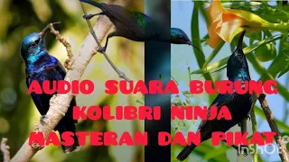 Download Audio Mp3 suara burung Kolibri ninja (Konin) Masteran dan pikat MP3