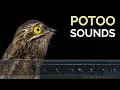 Common Potoo Sound Calls