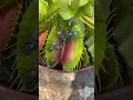 Lagu Venus flytrap plant eats 🪰 Insect eating carnivorous plant in action #shorts