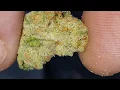 STRAIN REVIEW CITRUS SAP
