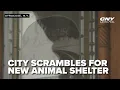 Syracuse scrambles for new stray animal shelter after partner ends contract