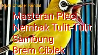 Download Masteran Pleci Tulit-Tulit Sambung Brem Ciblek  Ngotot Geter-Geter | Pcmi Chapter Kendal MP3