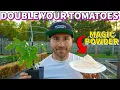 This Magic White Powder Will DOUBLE Your Tomato Harvest