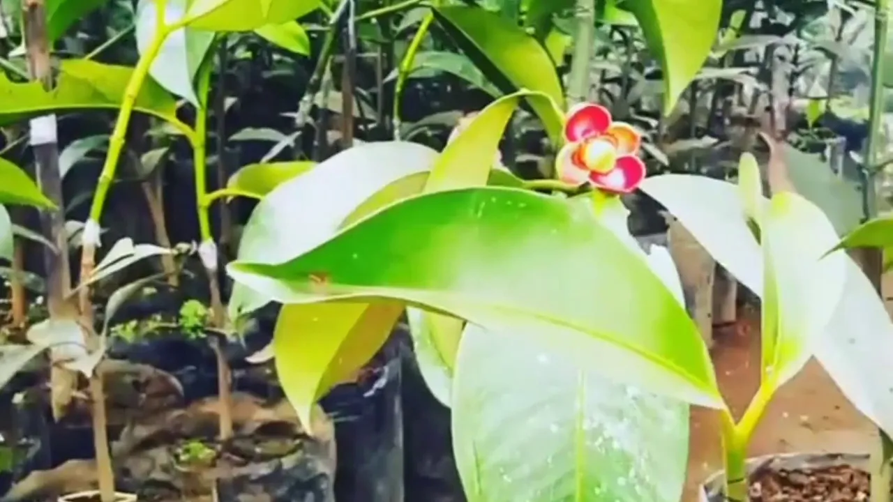 Mangosteen cuttings more fruitful than mangosteen in planting from seeds The following is an example. 