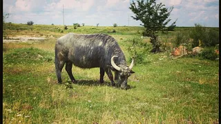 جاموس العراق  عراكه   دندنها