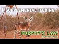 SUPPLEMENTAL FEEDING Murphy s Law On Whitetails