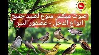 صوت ميكس مميز لصيد جميع انواع طيور الدخل   عصفور التين دندنها