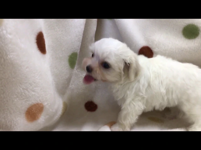 動画