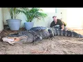 I Fed My Alligator a 16 Pound Turkey!