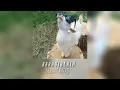 Serdar Ortaç - Karabiberim(speed song)