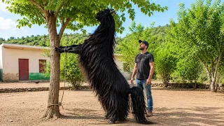 Rarest Goat Breeds in the World