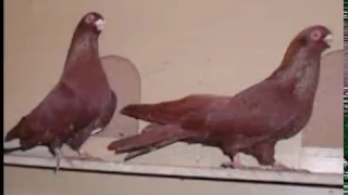 افضل انواع حمام في النش 