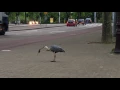 Lagu Heron kills and eats a rat - Amsterdam 2016