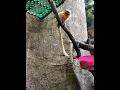 Download Lagu Monkey at Denver Zoo