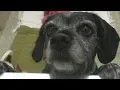 Florence Pets Local shelter helps with the relocation of pets in the path of Florence