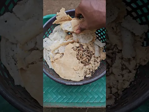 Easy harvesting method for black soldier fly larvae🪰🐛🤩🔥
