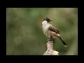 Download Lagu SUARA PIKAT BURUNG KUTILANG KEJEPIT/TERANCAM